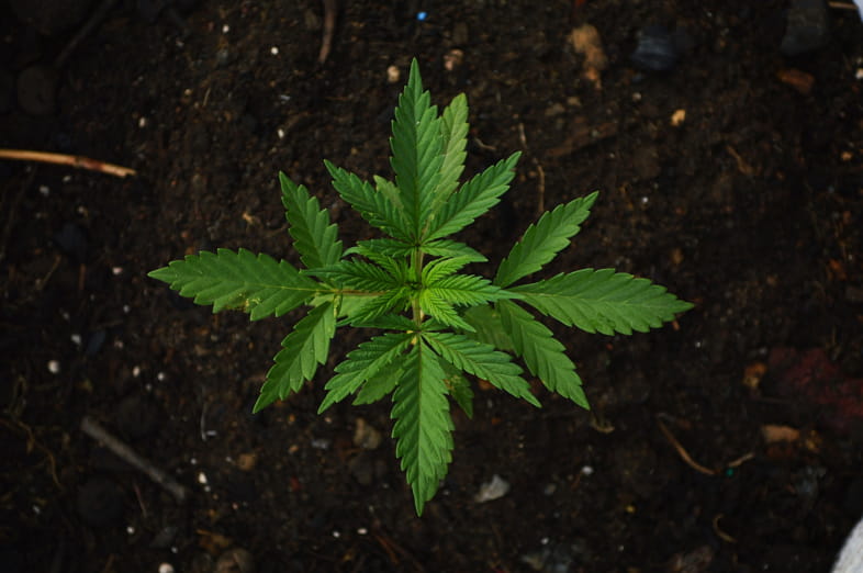 Das erste Cannabismuseum der Welt war in Amsterdam