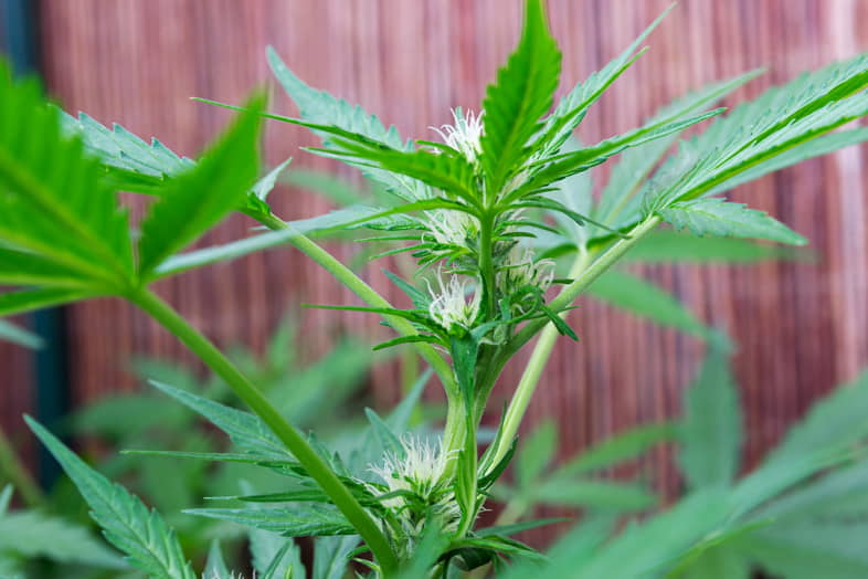 Autoflowering braucht weniger Nährstoffe und einen weicheren Boden.