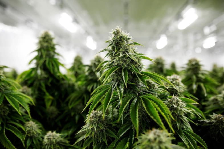 Es gibt Faktoren, die einen guten Ertrag der Cannabispflanze garantieren