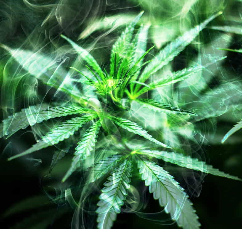 Kann Cannabis als halluzinogen betrachtet werden?