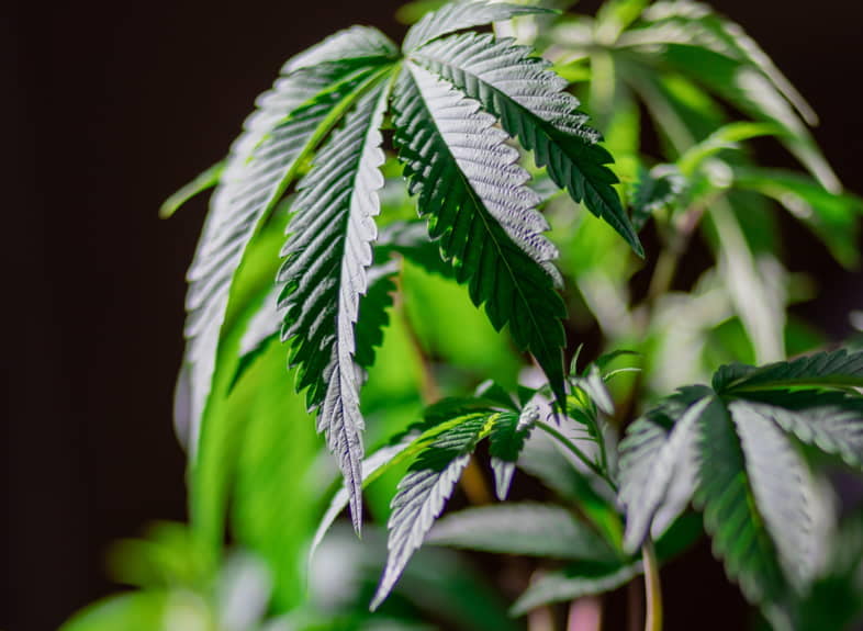 Leichtes Cannabis hat keinen Einfluss auf die Psyche