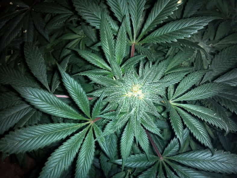 Marihuana, das zur Familie der Cannabaceae gehört