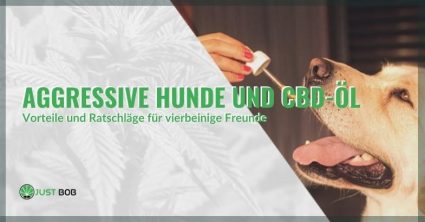 CBD-Öl - Vorteile und Ratschläge für aggressive Hunde