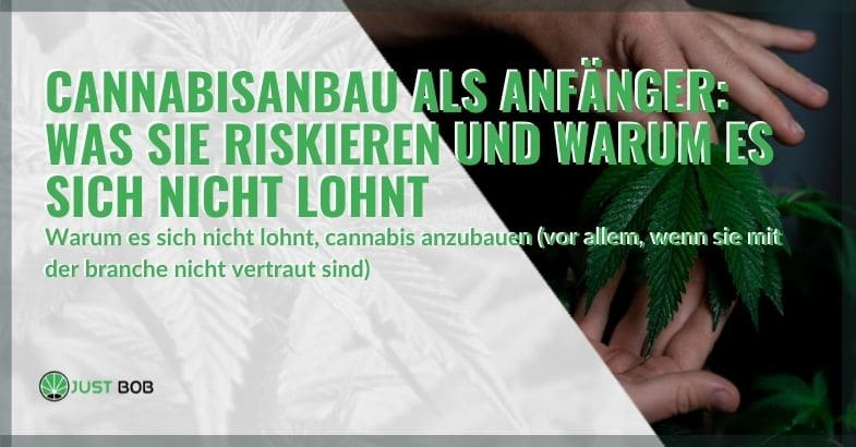 Risiken des Cannabisanbaus für Anfänger