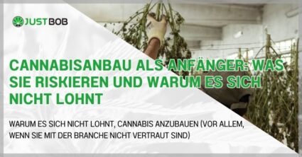 Cannabisanbau als Anfänger: Was Sie riskieren und warum es sich nicht lohnt