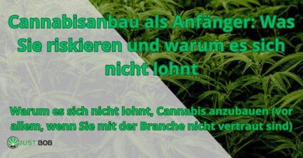 Cannabisanbau als Anfänger