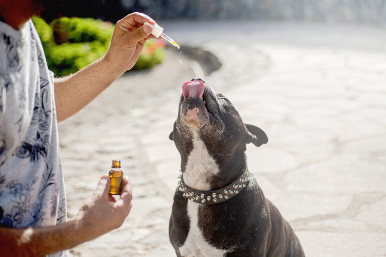 Mann gießt seinem Hund ein paar Tropfen CBD-Öl auf die Zunge