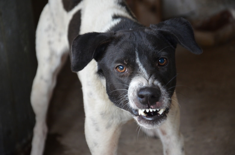 Aggressiver Hund knurrt 