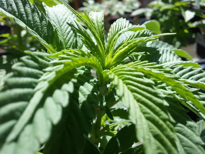 Legale Cannabispflanze