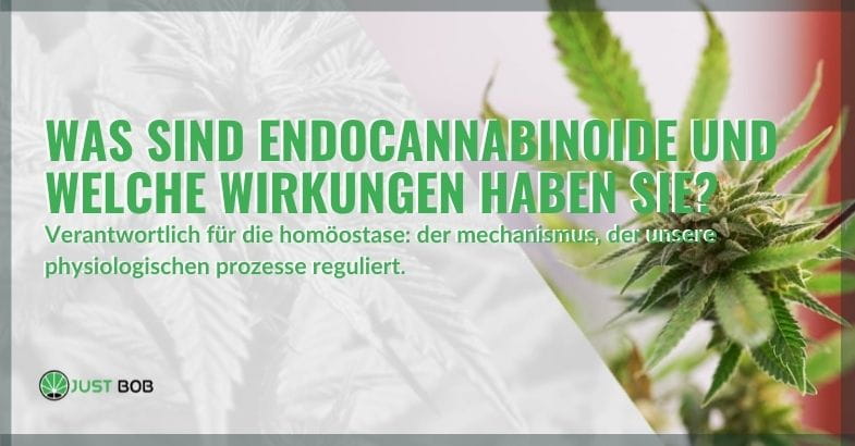 Endocannabinoide: Was sie sind und wie sie wirken