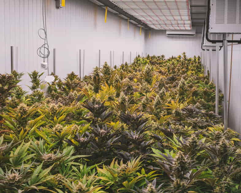 Ein Cannabisanbau