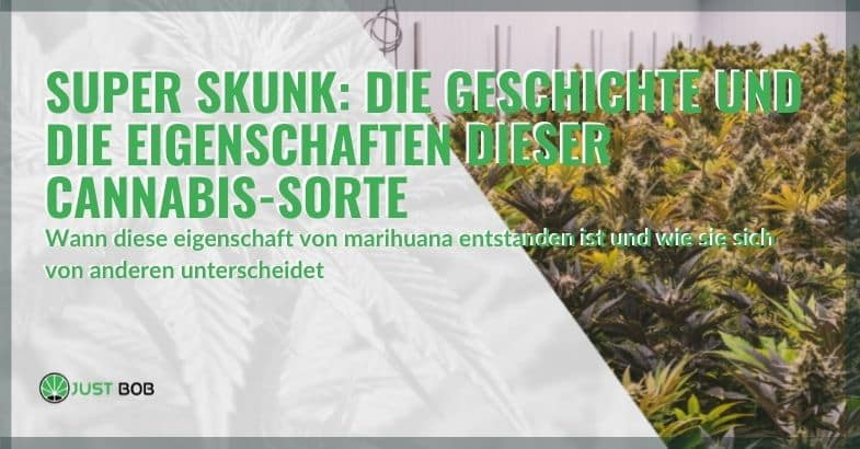 Die Geschichte und die Eigenschaften von Cannabis Super Skunk