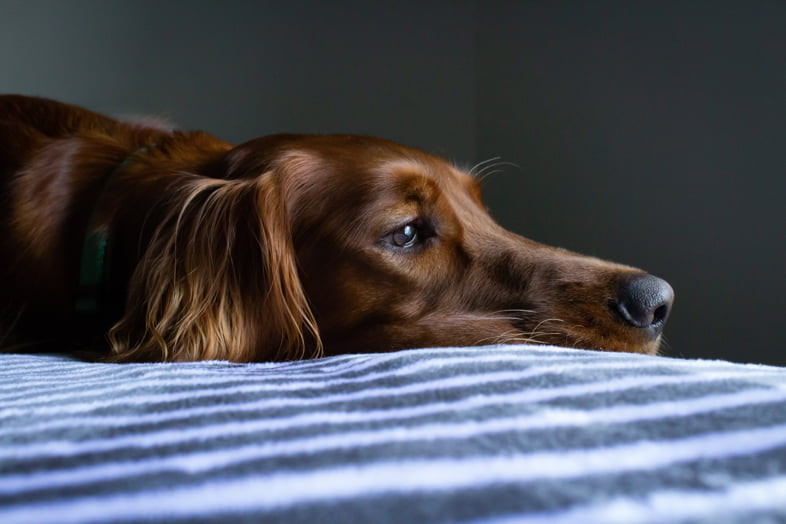 Hund nach Einnahme von Haschisch krank