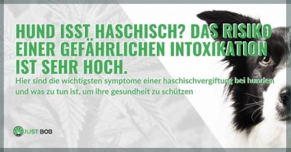 Risiken für den Hund beim Verzehr von Haschisch