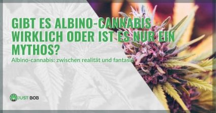 Gibt es Albino-Cannabis wirklich?