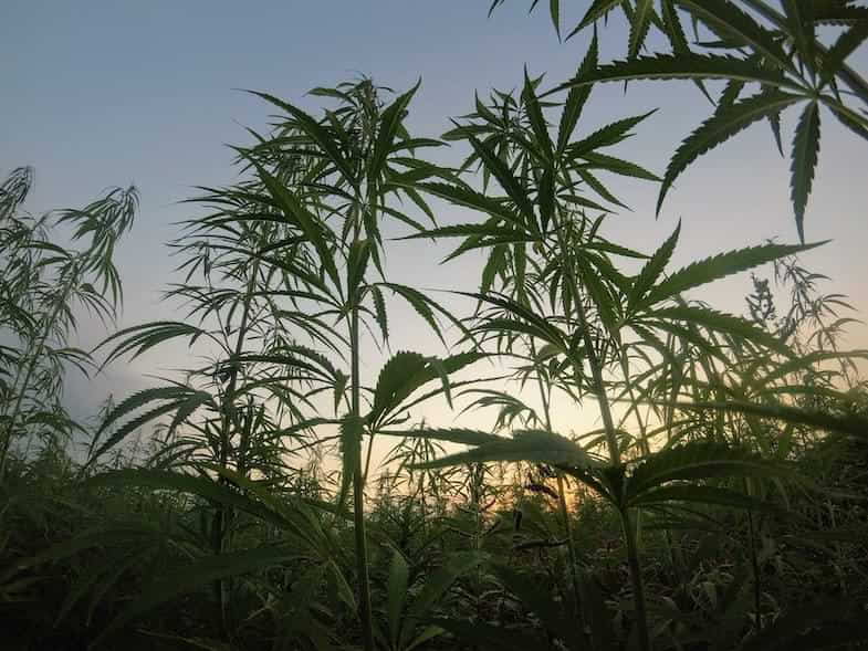 Was versteht man unter einheimischem Cannabis?