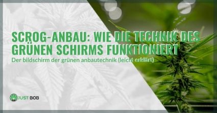 Wie funktioniert der ScrOG-Anbau?