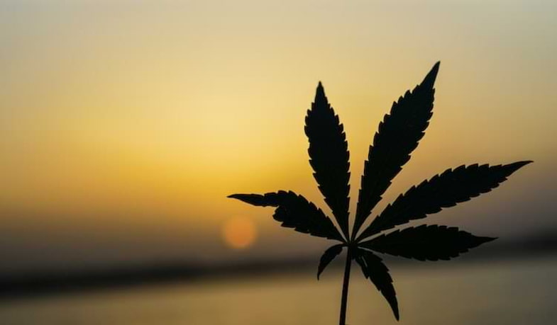 Cannabis-Pflanze Blatt