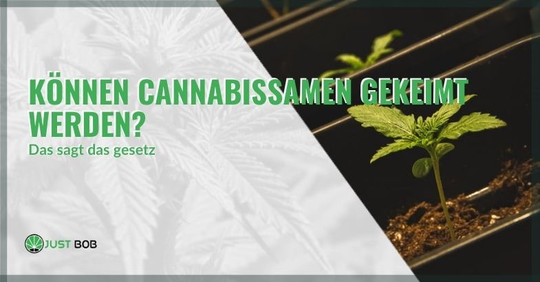 Können Cannabissamen gekeimt werden?
