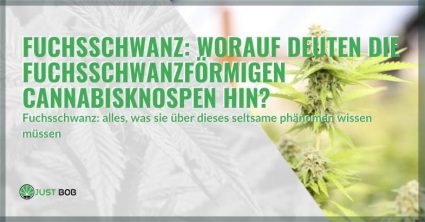 Fuchsschwanzartige Cannabisknospen: Was bedeuten sie?