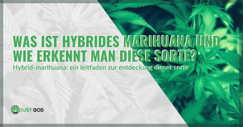 Was ist hybrides Marihuana?