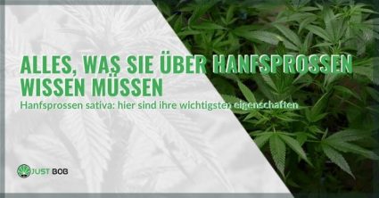 Die Eigenschaften von Hanfsprossen (Hanf sativa)