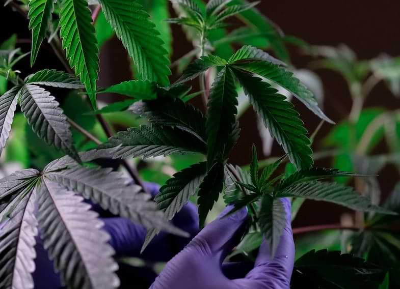 Wahl der Cannabis-Mutterpflanze