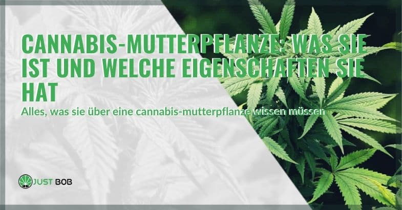 Was ist die Cannabis-Mutterpflanze?