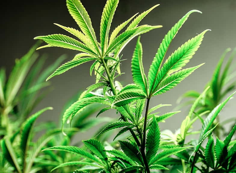 Alles über die Cannabis-Mutterpflanze