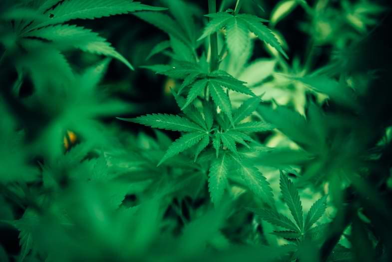 Cannabis in Hydrokultur