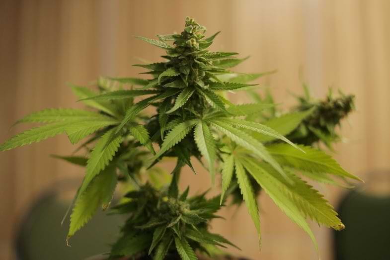 Cannabispflanze | Justbob