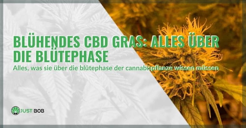 Alles über die Blütephase von Marihuana | Justbob