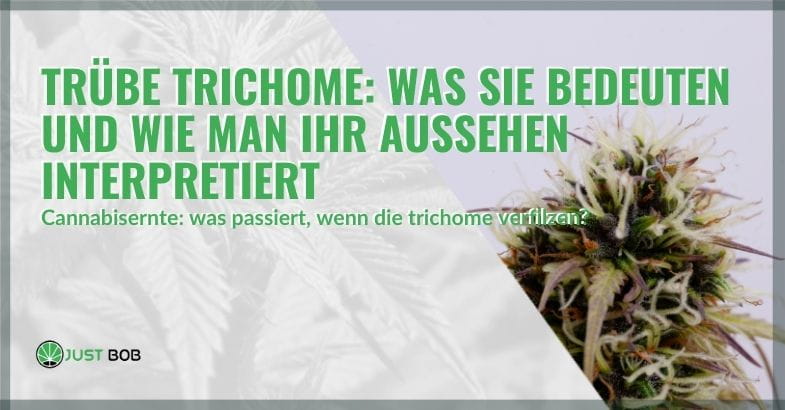 Was bedeutet es, wenn Trichome undurchsichtig sind? | Justbob