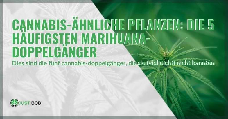 5 Pflanzen, die Cannabis ähnlich sind | Justbob