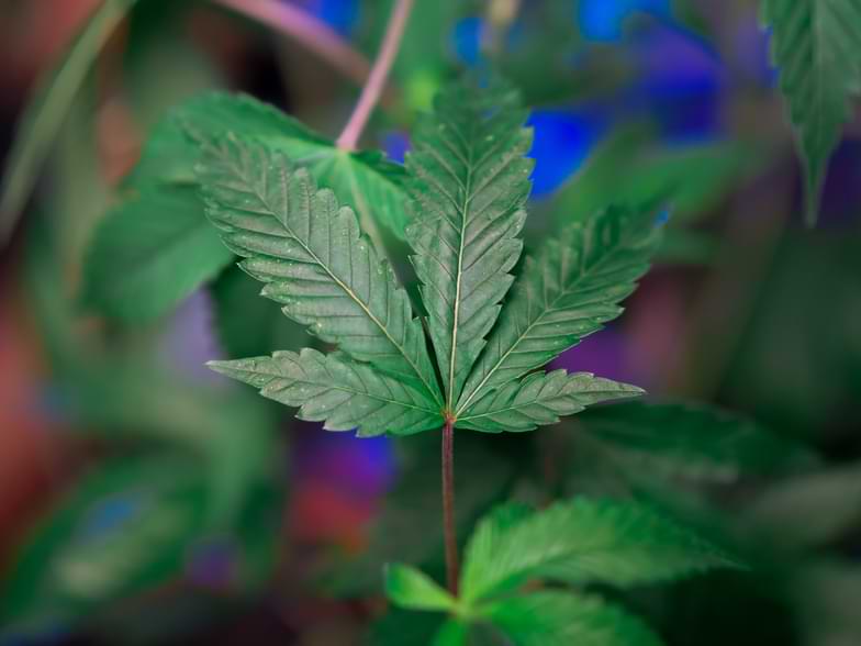 Cannabisähnliche Pflanzen | Justbob