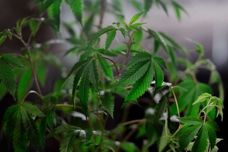 Cannabis-Konzentrate | Justbob