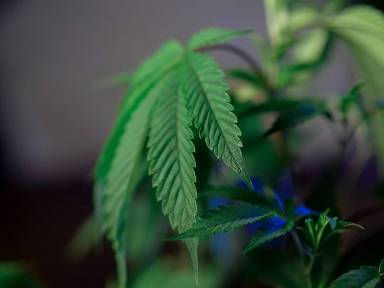 Cannabis-Konzentrate | Justbob
