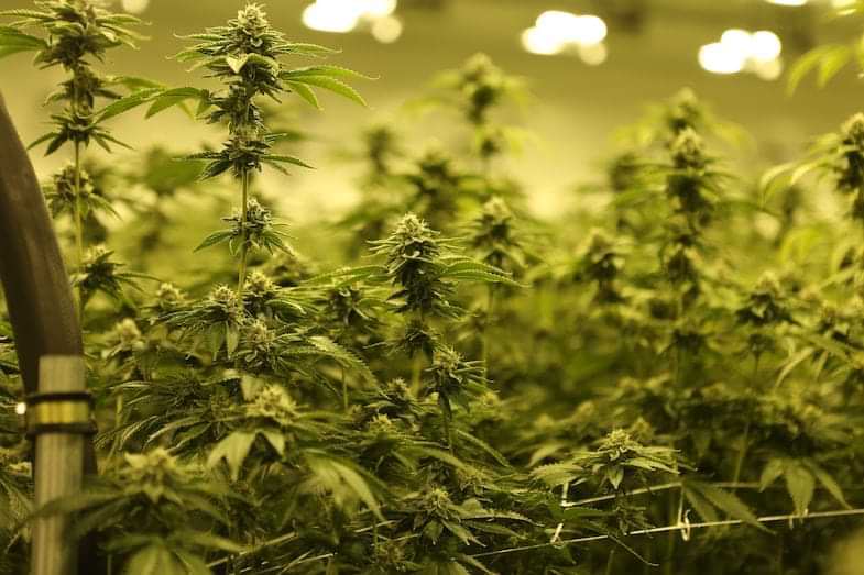 Cannabis-Mikrovermehrung Cannabis-Mikrovermehrung | Justbob