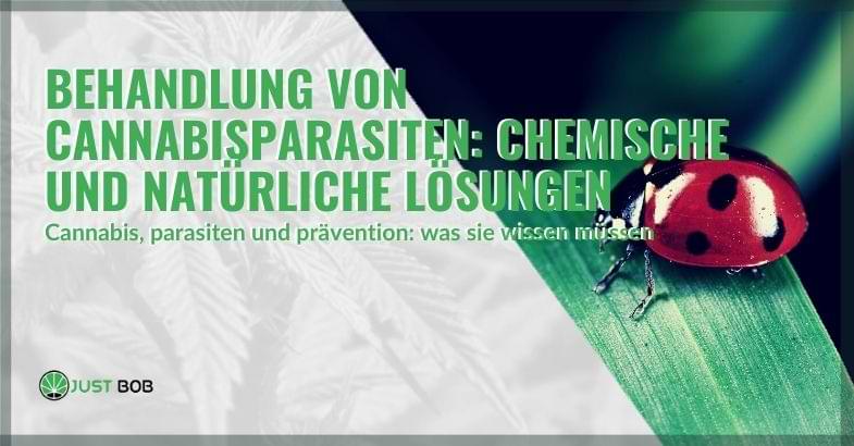 Die Behandlung von Cannabisschädlingen | Justbob