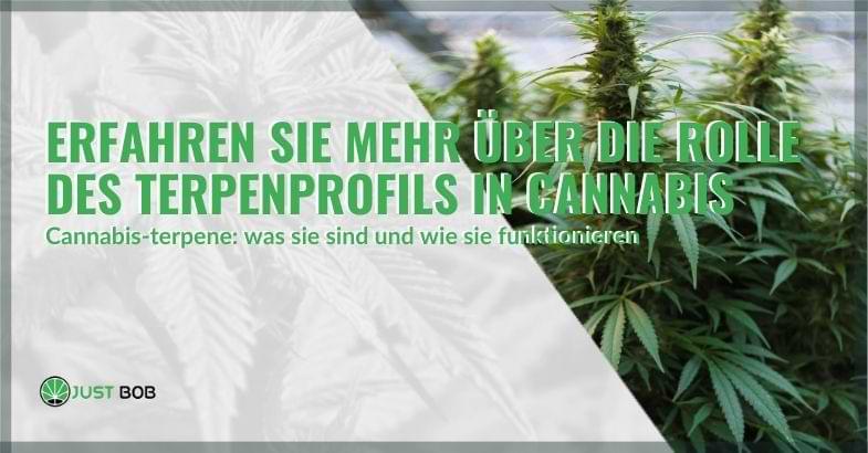 Die Rolle des Terpenprofils von Cannabis | Justbob
