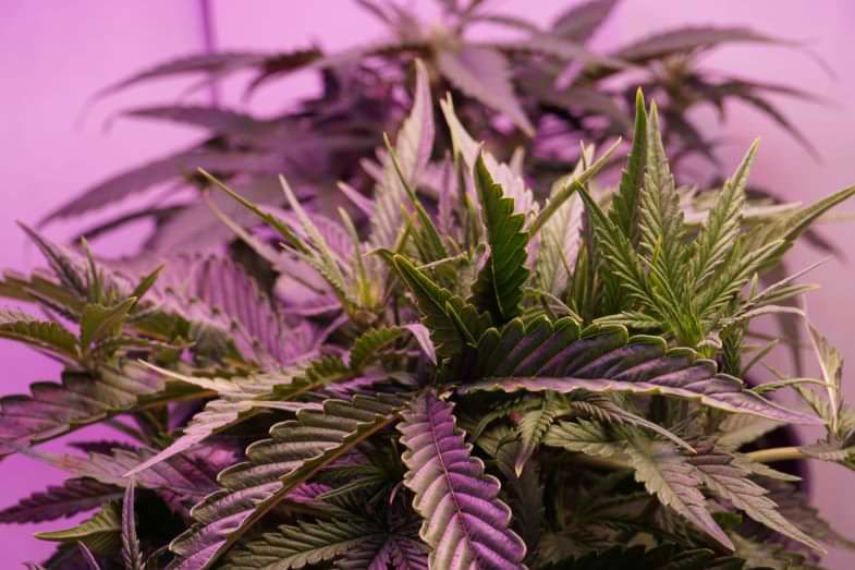 Terpenes Profil von Cannabis | Justbob 