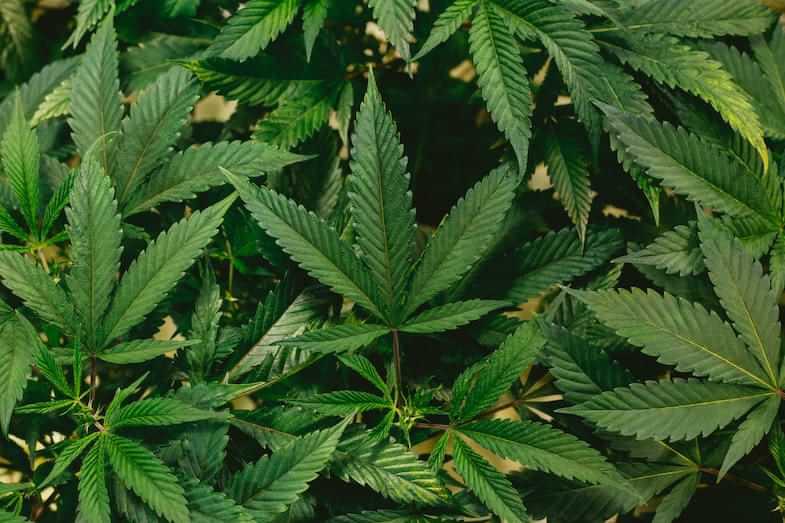 Zucht von Cannabis | Justbob