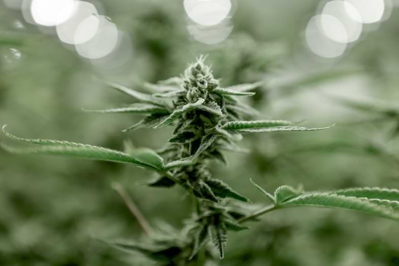 Anbau von Cannabis durch Mikrovermehrung | Justbob