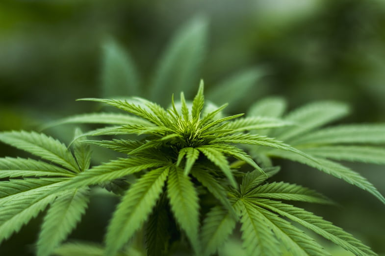 Cannabispflanze | Justbob