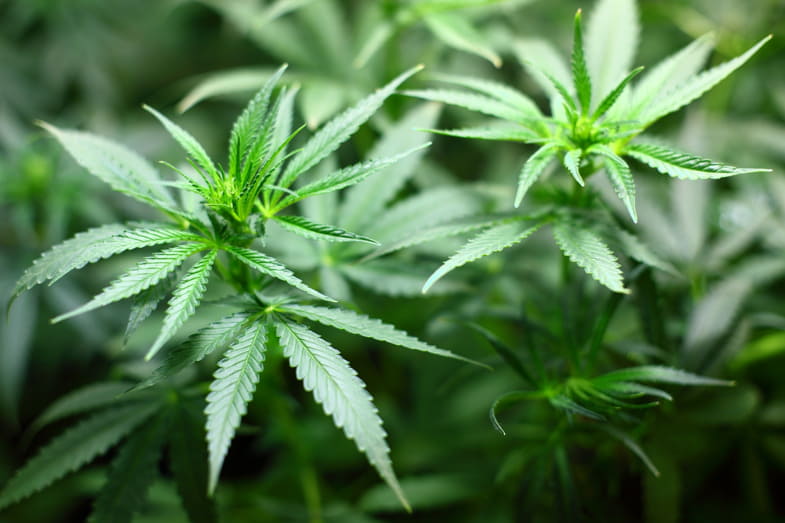 Cannabispflanze nach einem Eingriff wegen gelber Blätter | Justbob