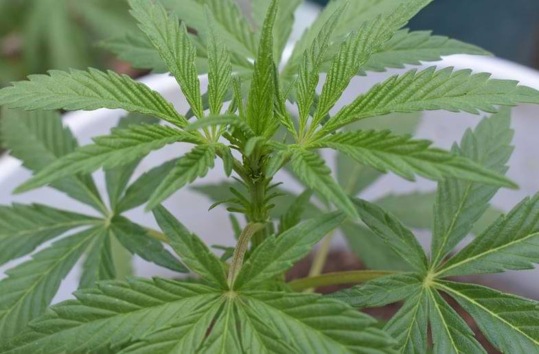 Terpene Cannabis Profil | Justbob 