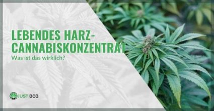 Was ist Cannabis-Lebendharzkonzentrat | Justbob