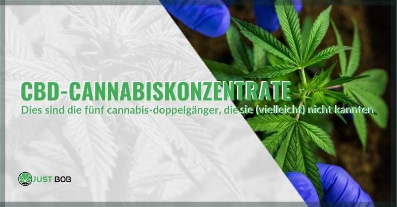 Was sind leichte Cannabiskonzentrate | Justbob