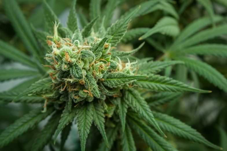 Züchtung und Cannabissorten | Justbob