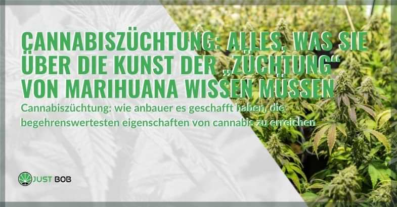 Alles über Cannabiszucht | Justbob